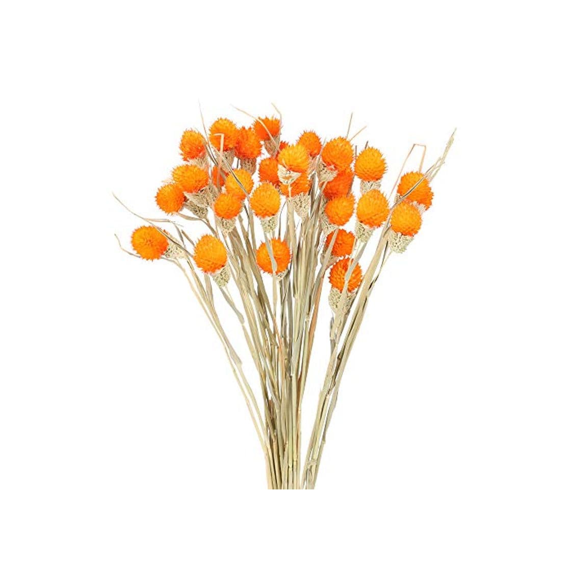 Product HUAESIN 30 Tallos Flores Secas Naturales Decoracion Craspedia Naranja Ramo Flor Seca Artificial para Hogar Boda Fiesta Jarrones Arregalos Florales Mesa Balcon Terraza Damajuana Escritorio Dormitorio