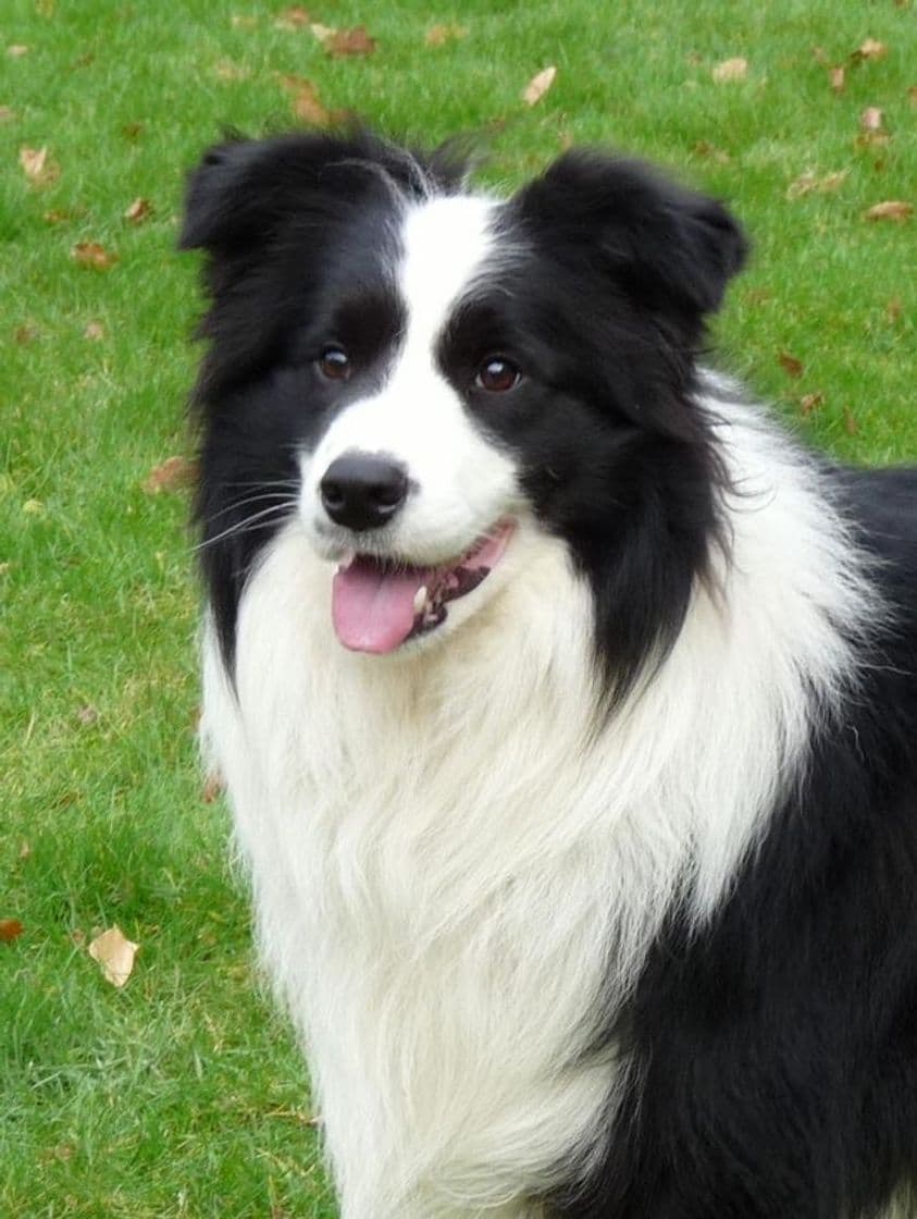 Moda BORDER COLLIE 