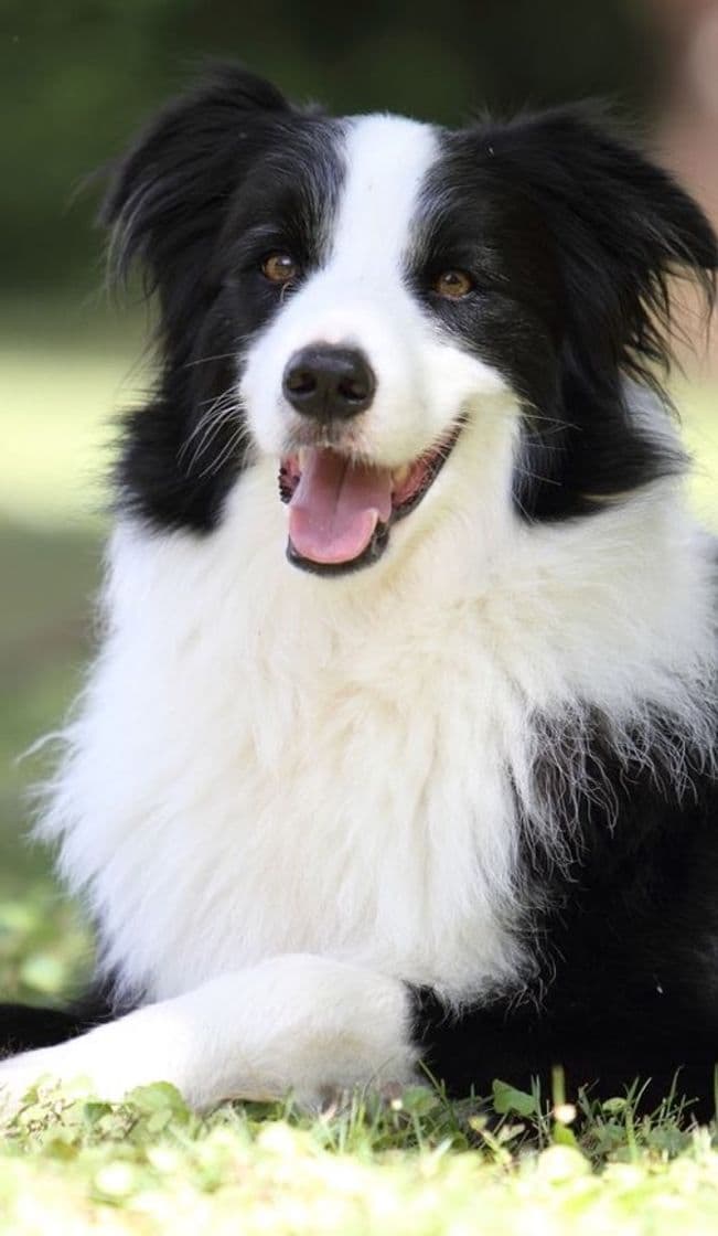 Moda BORDER COLLIE