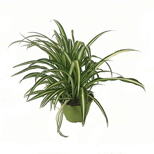 Place Cinta Planta - Maceta 15cm. - con colgador - Chlorophytum - Planta