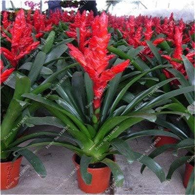 Place prime vista Best-Selling 100 unids Cactus Bromelia Suculenta Raras Bonsai JardÃ­n de