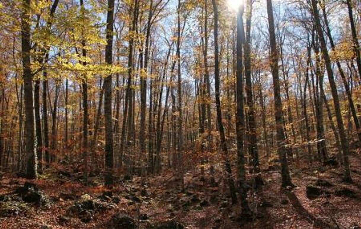 Place Fageda d'en Jordà