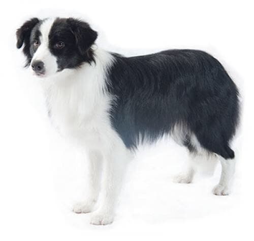 Moda Border collie