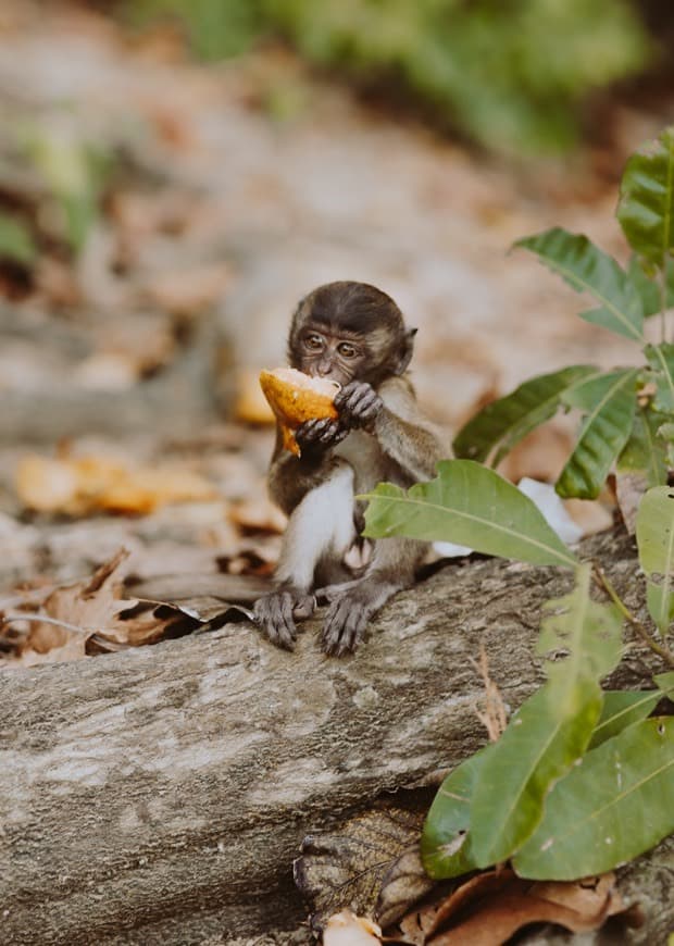 Lugar Monkey Beach