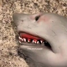 Moda @the.shark.puppet