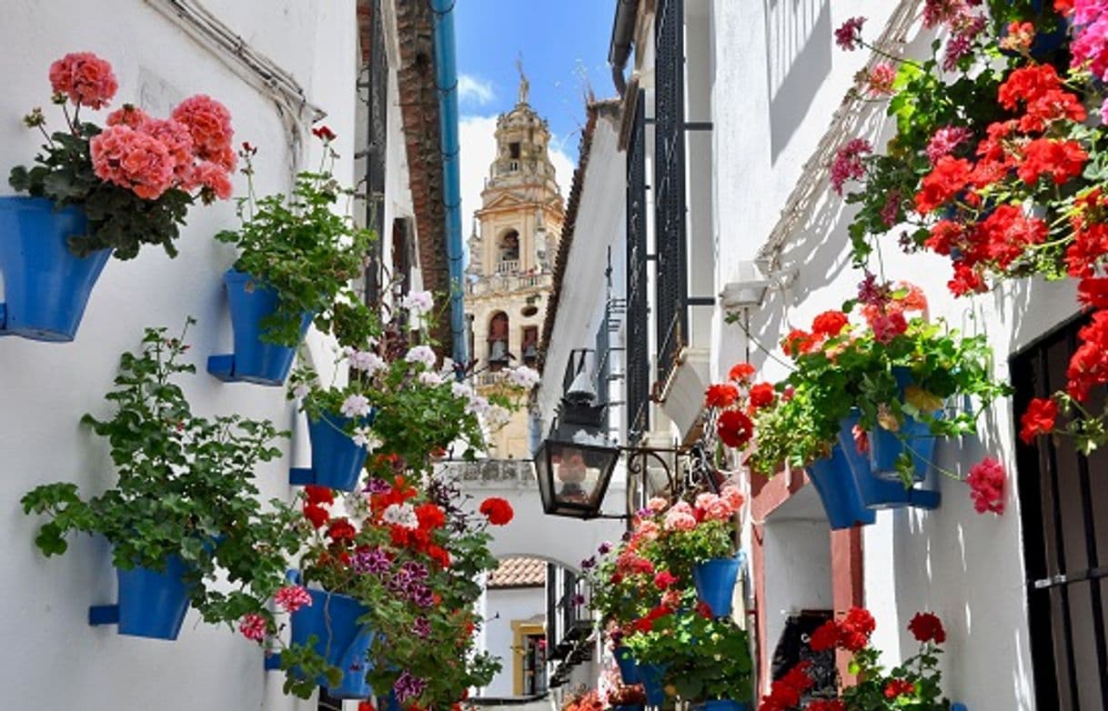 Lugar Calleja de las Flores