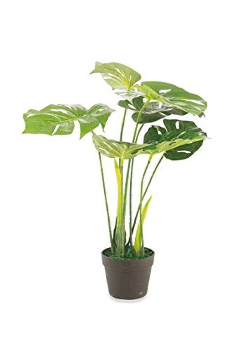 Producto Galileo Monstera - Planta para casa