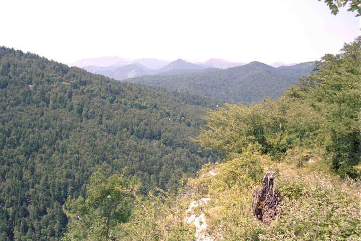 Lugar La Selva de Irati