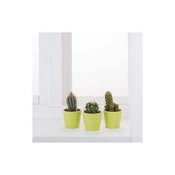 Product CACTACEAE Planta con maceta