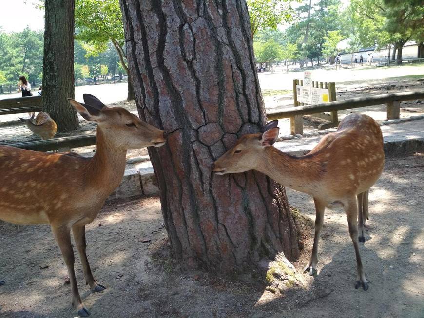 Place Nara