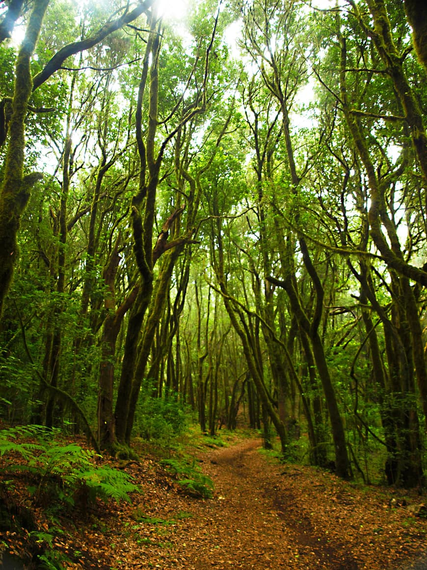 Place Bosque de laurisilva 