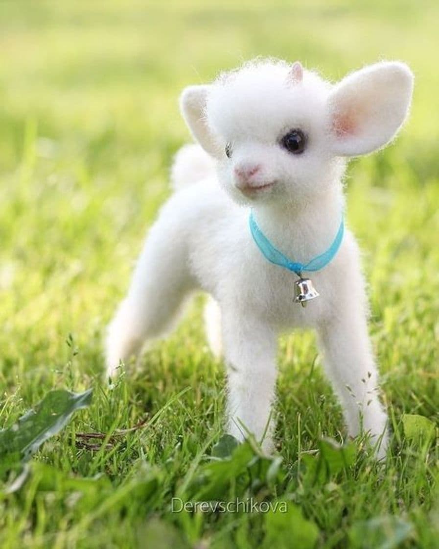 Fashion Cute baby Animals (con imágenes) - Pinterest