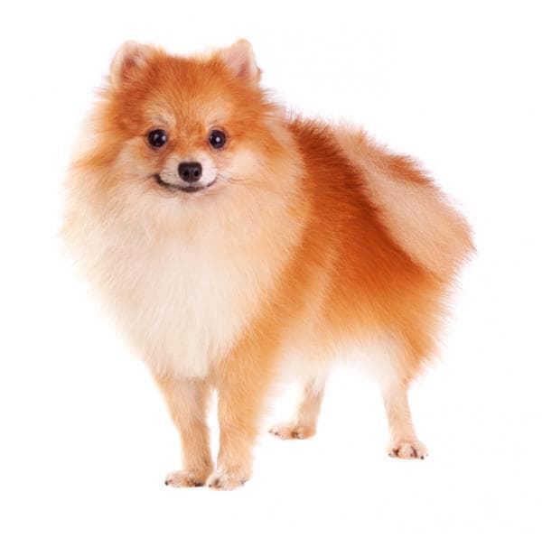 Moda 10 curiosidades sobre el perro Pomerania | Purina ONE Mini