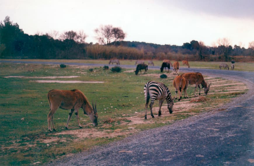 Lugar Safari Africain