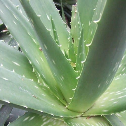 Product Aloe vera