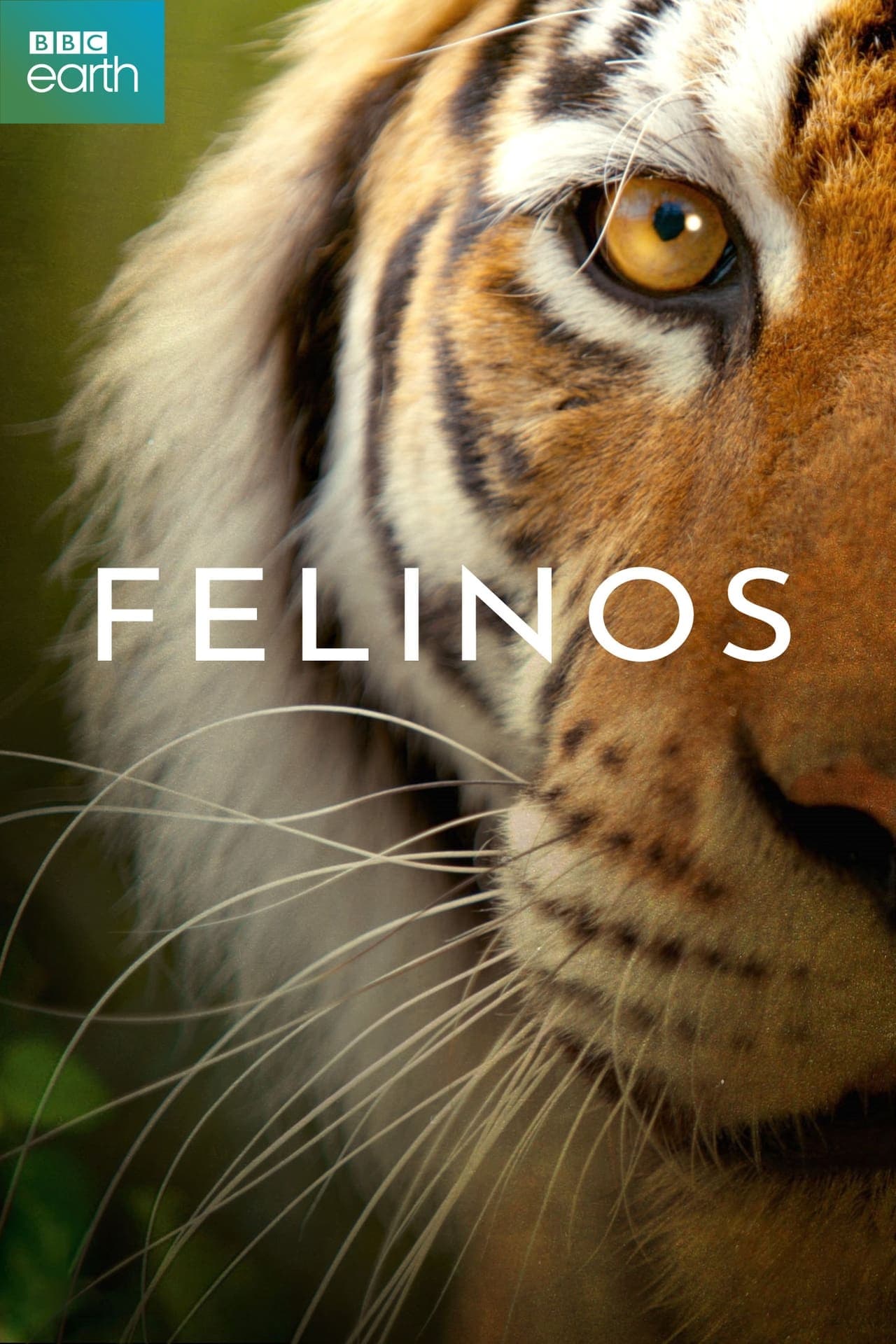 Serie Felinos